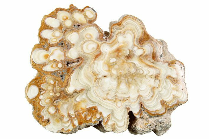 Polished Aragonite Stalactite Slice - Morocco #259753